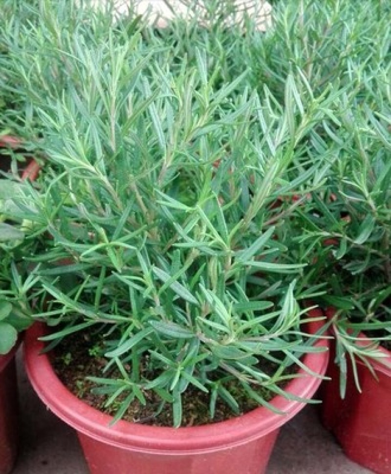 迷迭香驱蚊草盆栽碰碰香清香木一抹香薄荷铜钱草室内好养绿植