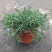 迷迭香驱蚊草盆栽碰碰香清香木一抹香薄荷铜钱草室内好养绿植