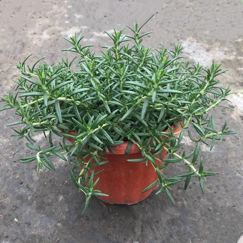 迷迭香驱蚊草盆栽碰碰香清香木一抹香薄荷铜钱草室内好养绿植