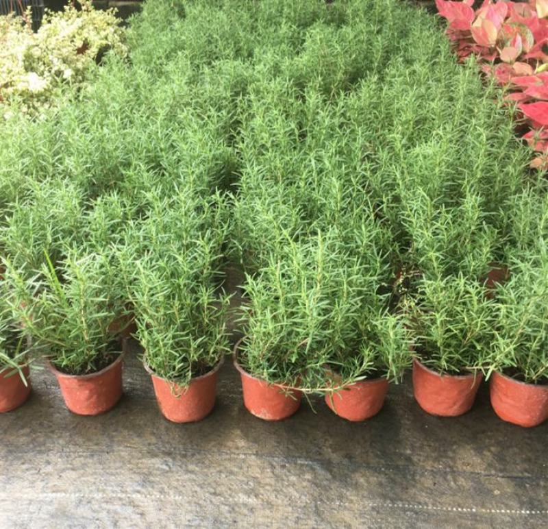迷迭香驱蚊草盆栽碰碰香清香木一抹香薄荷铜钱草室内好养绿植
