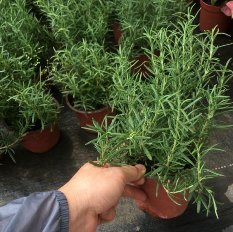 迷迭香驱蚊草盆栽碰碰香清香木一抹香薄荷铜钱草室内好养绿植