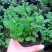 薄荷盆栽可食用驱蚊虫净化空气室内客厅办公室四季绿植物花卉