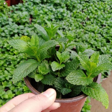 薄荷盆栽可食用驱蚊虫净化空气室内客厅办公室四季绿植物花卉