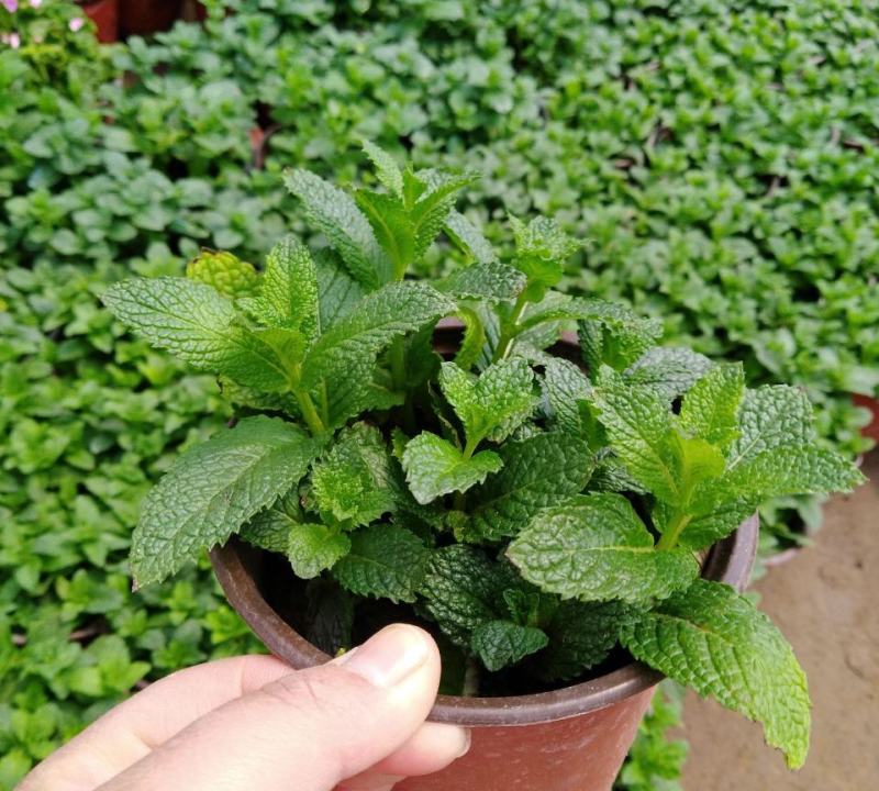 薄荷盆栽可食用驱蚊虫净化空气室内客厅办公室四季绿植物花卉