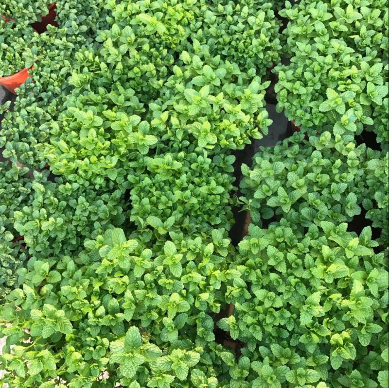 薄荷盆栽可食用驱蚊虫净化空气室内客厅办公室四季绿植物花卉