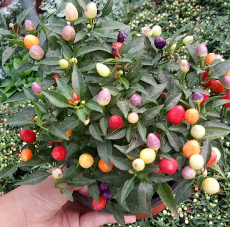 五彩椒盆栽花苗带果新鲜多彩辣椒可食用观果四季常青室内植物