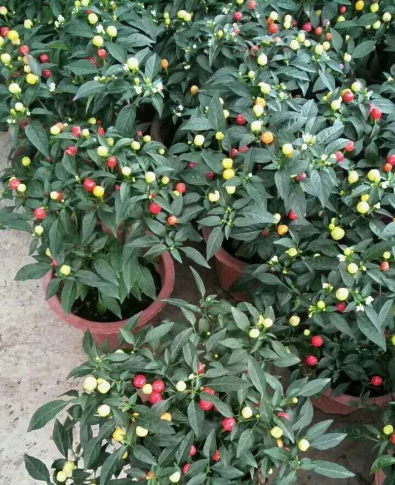 五彩椒盆栽花苗带果新鲜多彩辣椒可食用观果四季常青室内植物