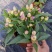 五彩椒盆栽花苗带果新鲜多彩辣椒可食用观果四季常青室内植物