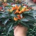 五彩椒盆栽花苗带果新鲜多彩辣椒可食用观果四季常青室内植物
