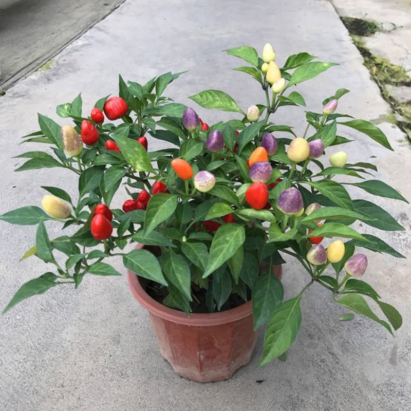 五彩椒盆栽花苗带果新鲜多彩辣椒可食用观果四季常青室内植物