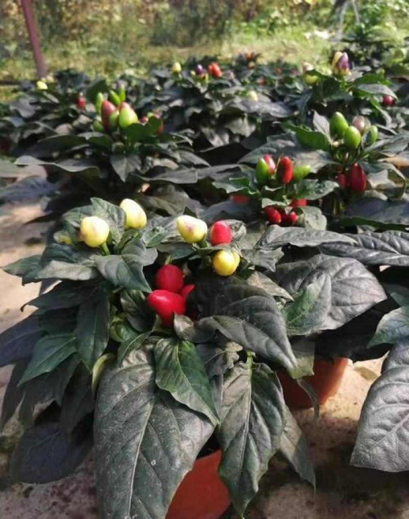 五彩椒盆栽花苗带果新鲜多彩辣椒可食用观果四季常青室内植物