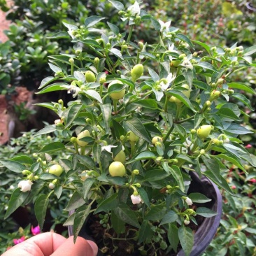 五彩椒盆栽花苗带果新鲜多彩辣椒可食用观果四季常青室内植物