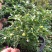 五彩椒盆栽花苗带果新鲜多彩辣椒可食用观果四季常青室内植物