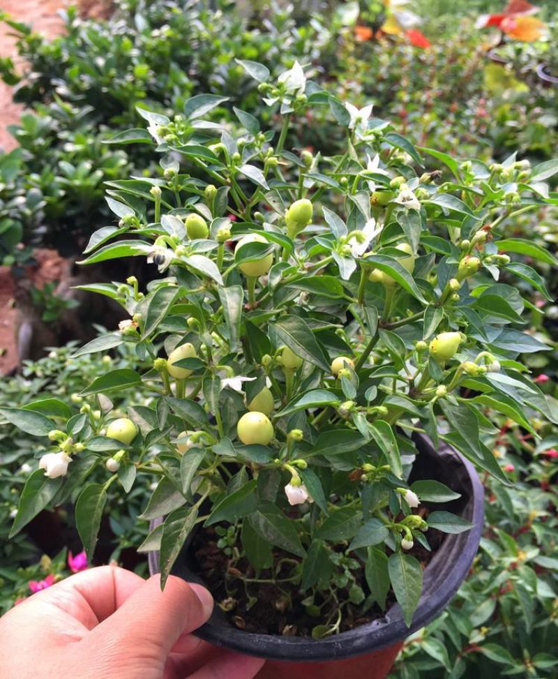 五彩椒盆栽花苗带果新鲜多彩辣椒可食用观果四季常青室内植物