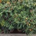 五彩椒盆栽花苗带果新鲜多彩辣椒可食用观果四季常青室内植物