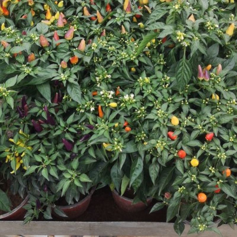 五彩椒盆栽花苗带果新鲜多彩辣椒可食用观果四季常青室内植物
