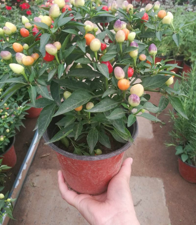 五彩椒盆栽花苗带果新鲜多彩辣椒可食用观果四季常青室内植物