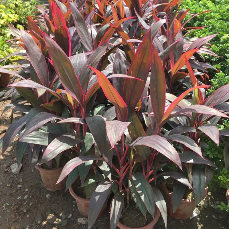 朱蕉朱竹红铁树性喜高温多湿气候属半荫植物公园绿化庭园