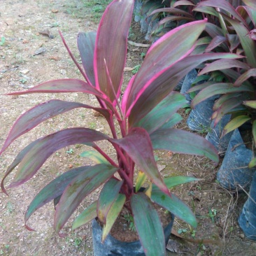 朱蕉朱竹红铁树性喜高温多湿气候属半荫植物公园绿化庭园