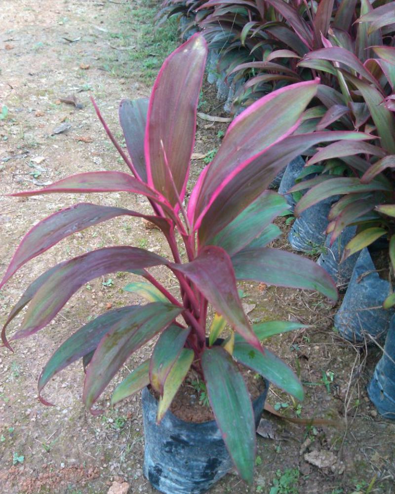 朱蕉朱竹红铁树性喜高温多湿气候属半荫植物公园绿化庭园