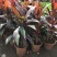 朱蕉朱竹红铁树性喜高温多湿气候属半荫植物公园绿化庭园