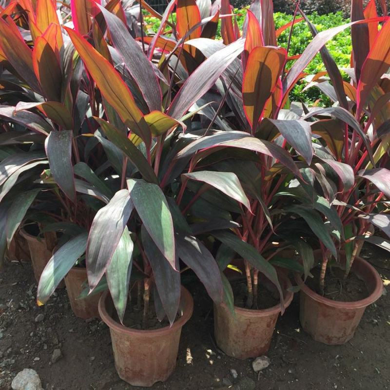 朱蕉朱竹红铁树性喜高温多湿气候属半荫植物公园绿化庭园