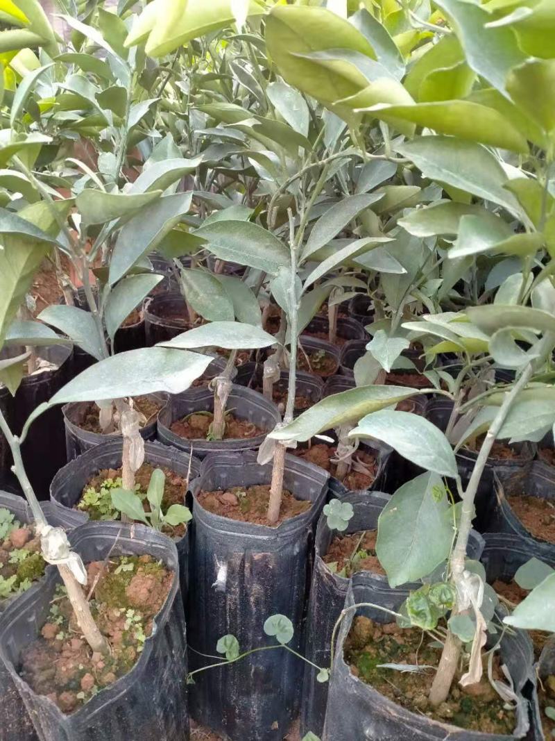长叶香橙苗（新品种橙子，不反青，不枯水，挂果时间长）