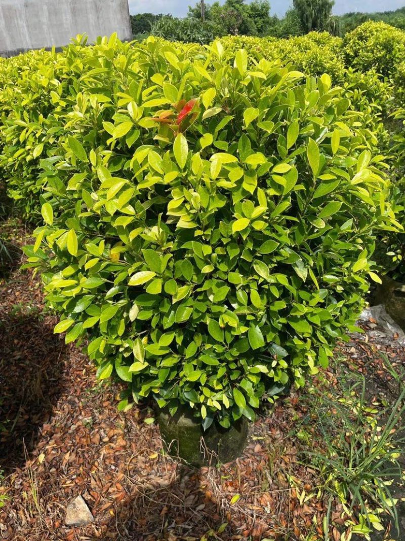 黄金榕(又名黄心榕，黄榕)长期供应各种苗木