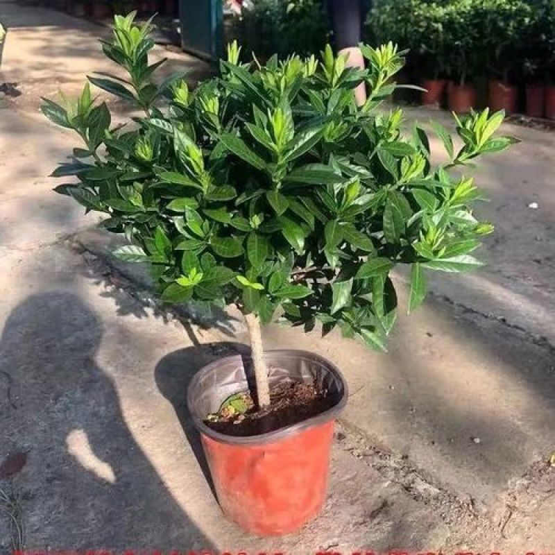 栀子花盆栽茉莉花带花苞四季开花带香味室内办公室阳台花卉