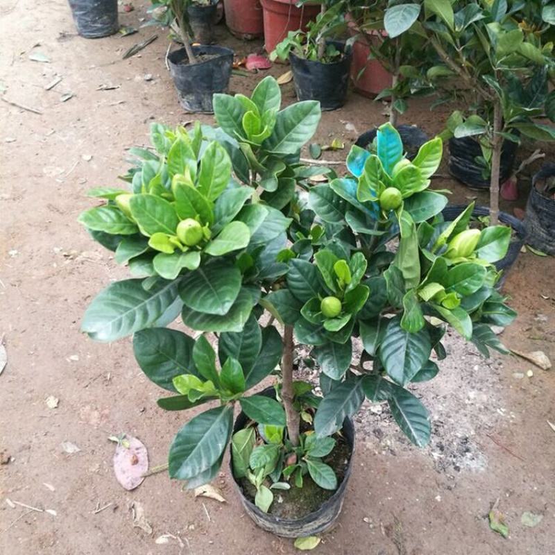 栀子花盆栽茉莉花带花苞四季开花带香味室内办公室阳台花卉