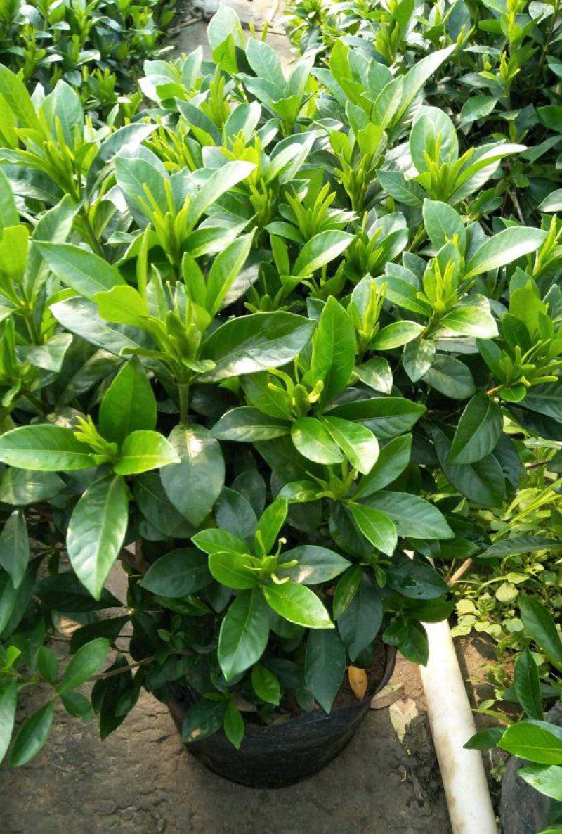 栀子花盆栽茉莉花带花苞四季开花带香味室内办公室阳台花卉