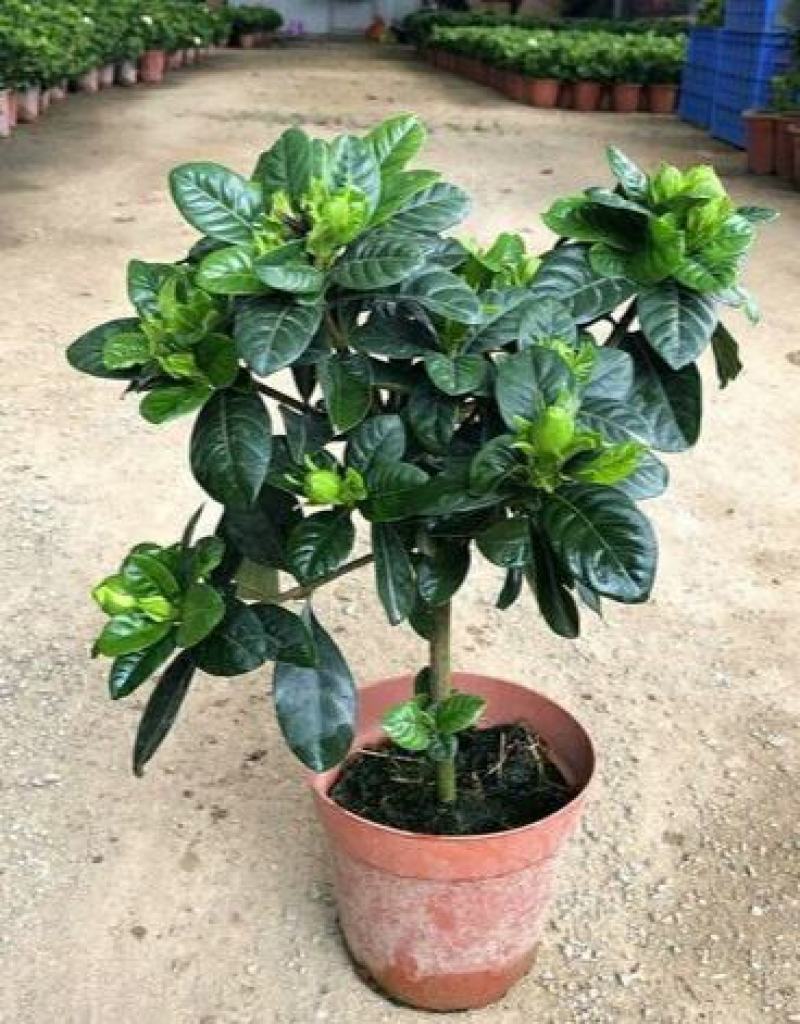栀子花盆栽茉莉花带花苞四季开花带香味室内办公室阳台花卉