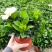 栀子花盆栽茉莉花带花苞四季开花带香味室内办公室阳台花卉