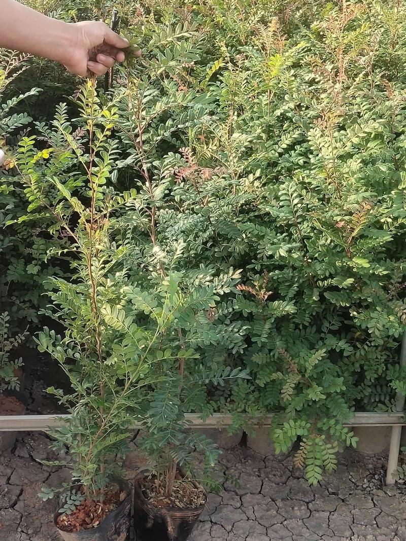 清香木盆栽植物驱蚊驱虫室内好养易活四季常绿阳台桌面
