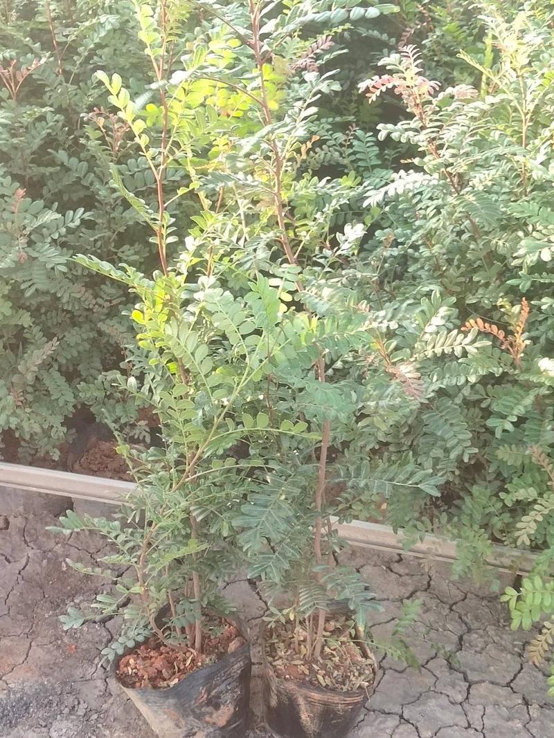 清香木盆栽植物驱蚊驱虫室内好养易活四季常绿阳台桌面