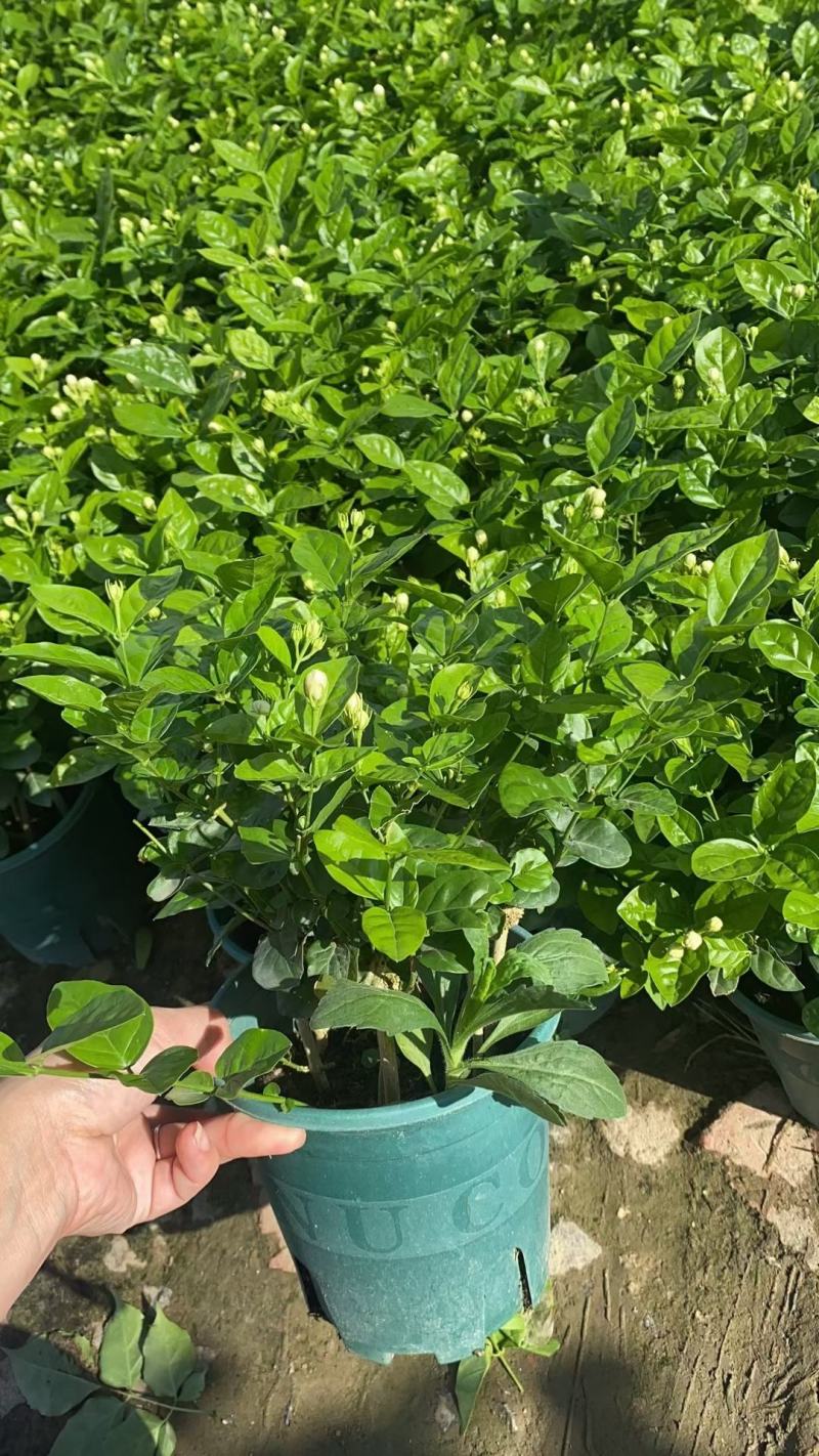 茉莉花0.5#加仑花苞刚露按盆出一件起批下单先询价