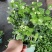 茉莉花0.5#加仑花苞刚露按盆出一件起批下单先询价