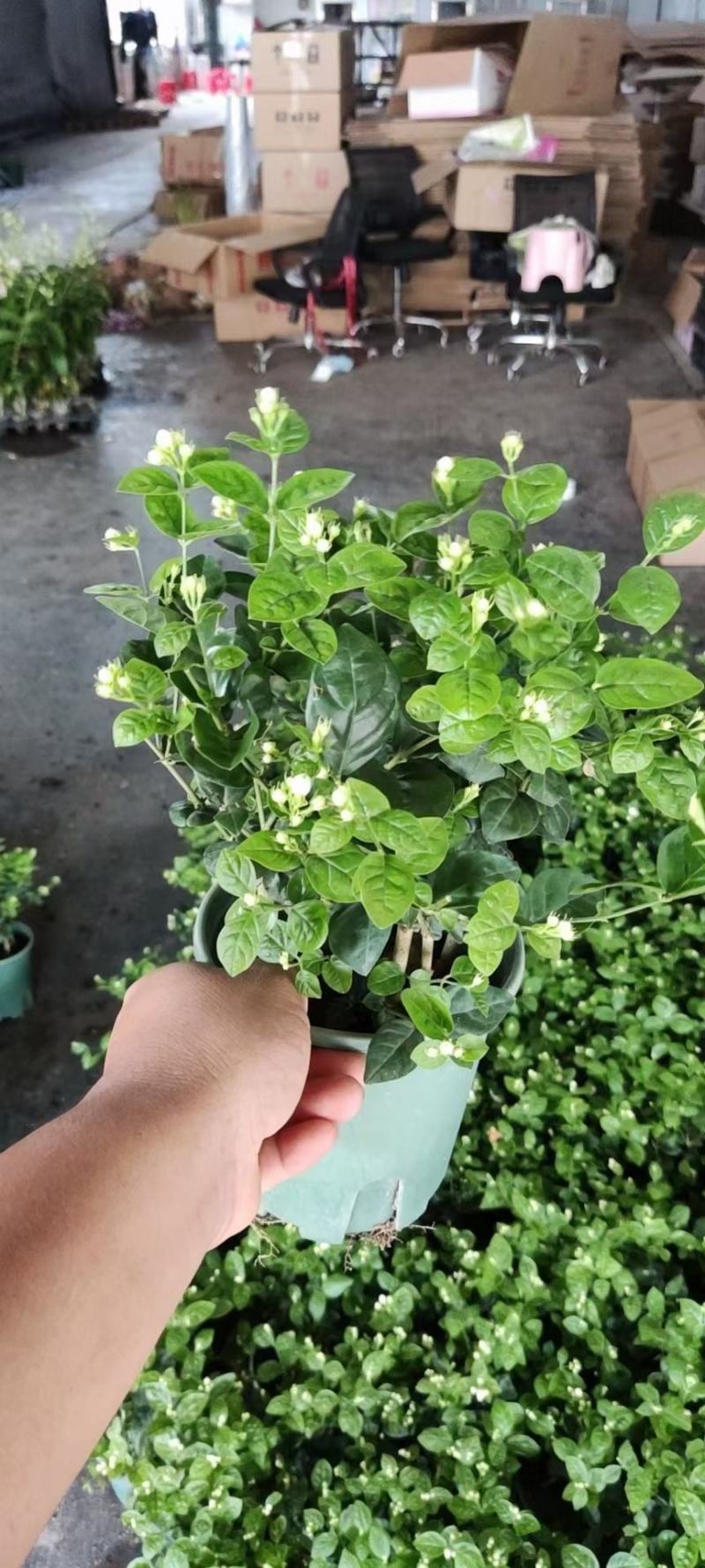茉莉花0.5#加仑花苞刚露按盆出一件起批下单先询价