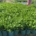茉莉花0.5#加仑花苞刚露按盆出一件起批下单先询价