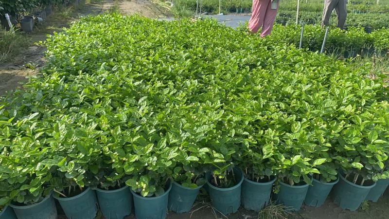 茉莉花0.5#加仑花苞刚露按盆出一件起批下单先询价