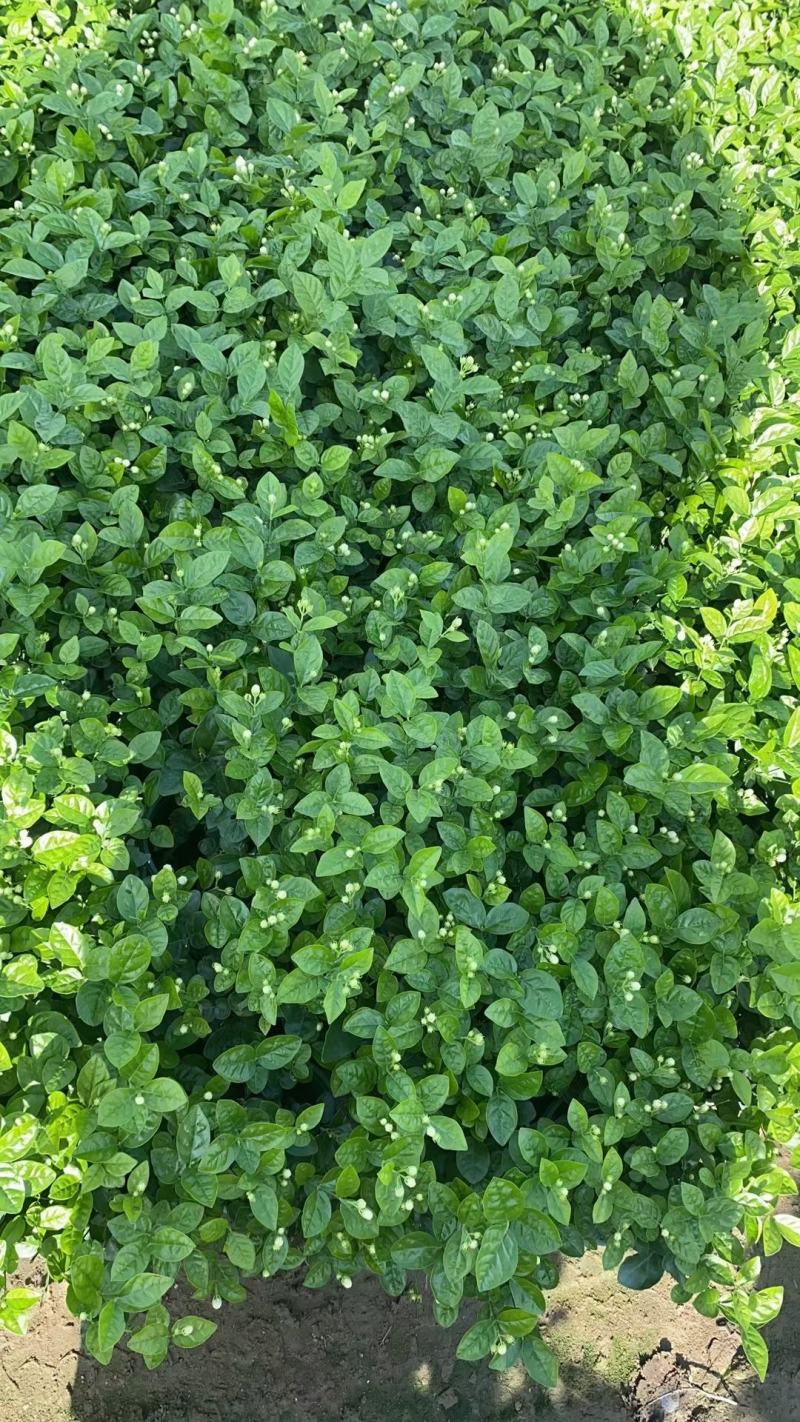 茉莉花0.5#加仑花苞刚露按盆出一件起批下单先询价