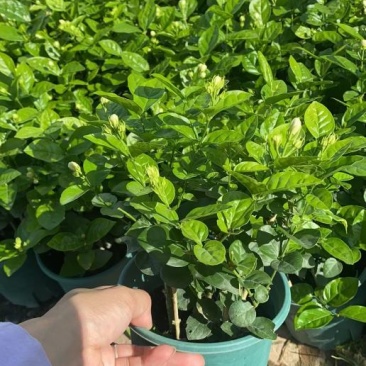 茉莉花0.5#加仑花苞刚露按盆出一件起批下单先询价