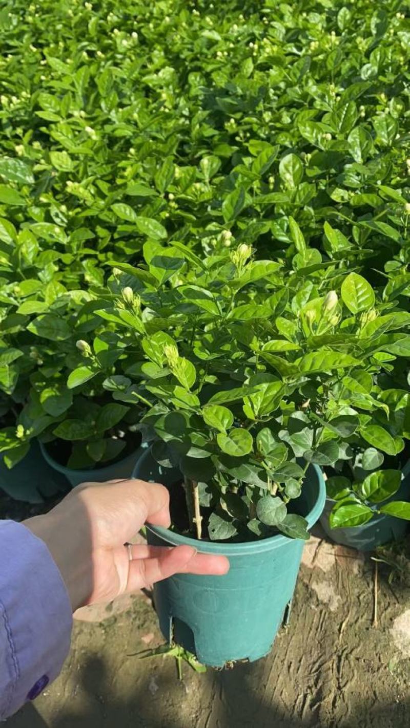 茉莉花0.5#加仑花苞刚露按盆出一件起批下单先询价
