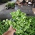 茉莉花0.5#加仑花苞刚露按盆出一件起批下单先询价
