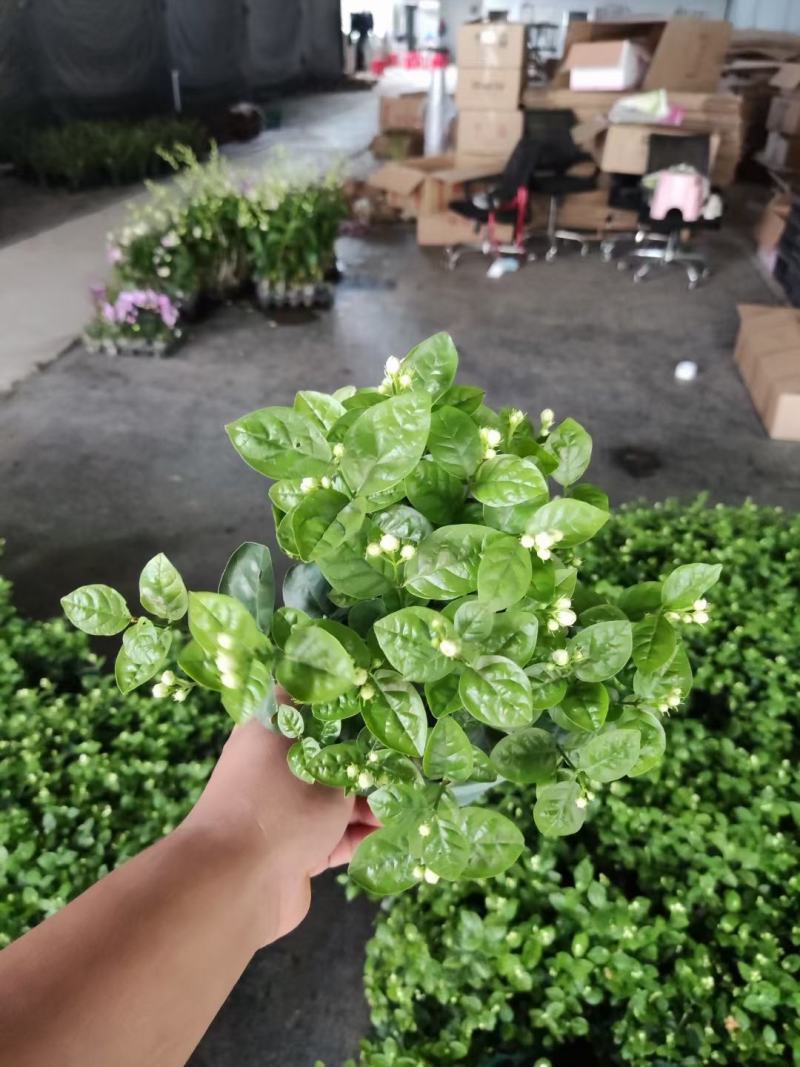 茉莉花0.5#加仑花苞刚露按盆出一件起批下单先询价