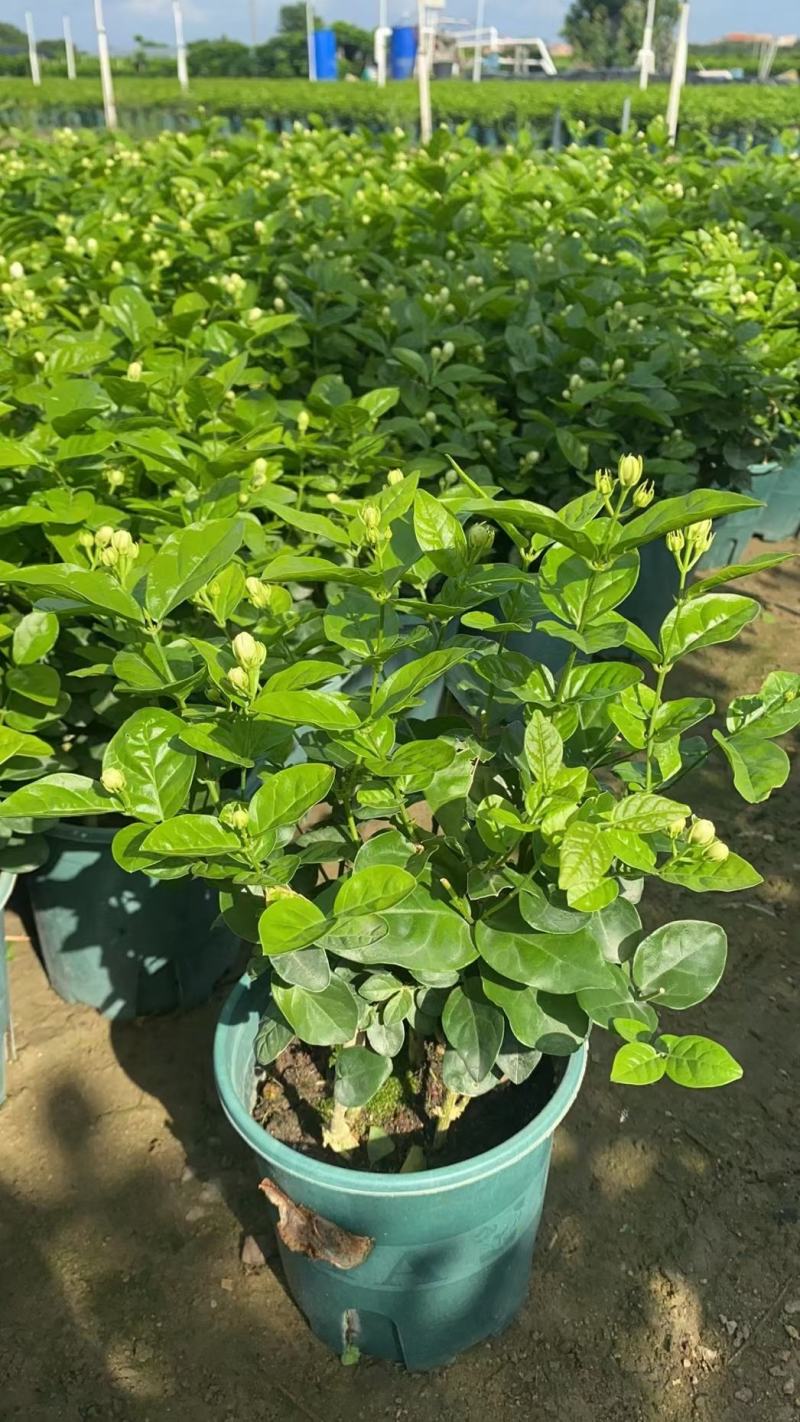 茉莉花0.5#加仑花苞刚露按盆出一件起批下单先询价
