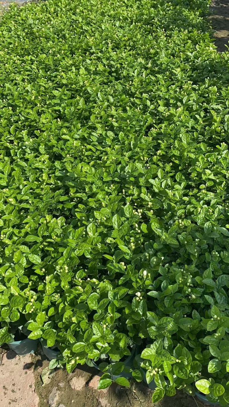 茉莉花0.5#加仑花苞刚露按盆出一件起批下单先询价