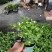 茉莉花0.5#加仑花苞刚露按盆出一件起批下单先询价