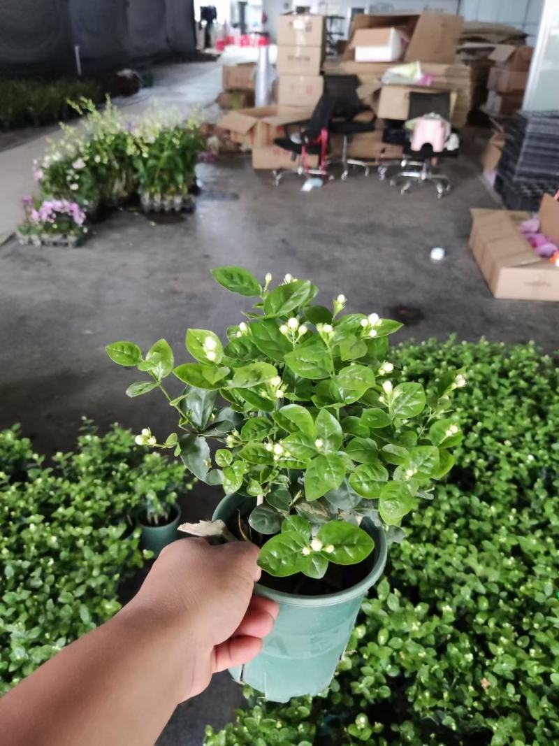 茉莉花0.5#加仑花苞刚露按盆出一件起批下单先询价