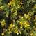 黄金挴苗：又叫黄槐，灌木型品种，金黄的花开满树枝像似腊梅